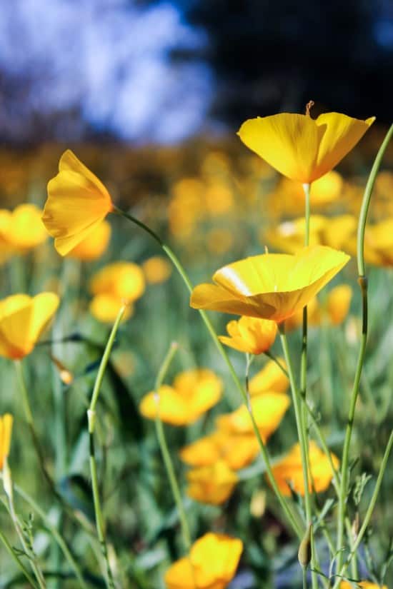 photo of yellow poppies.