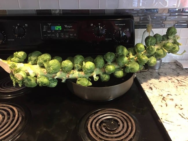 A 2 foot long spear of Brussel's sprouts resting on a pan, unable to fit inside