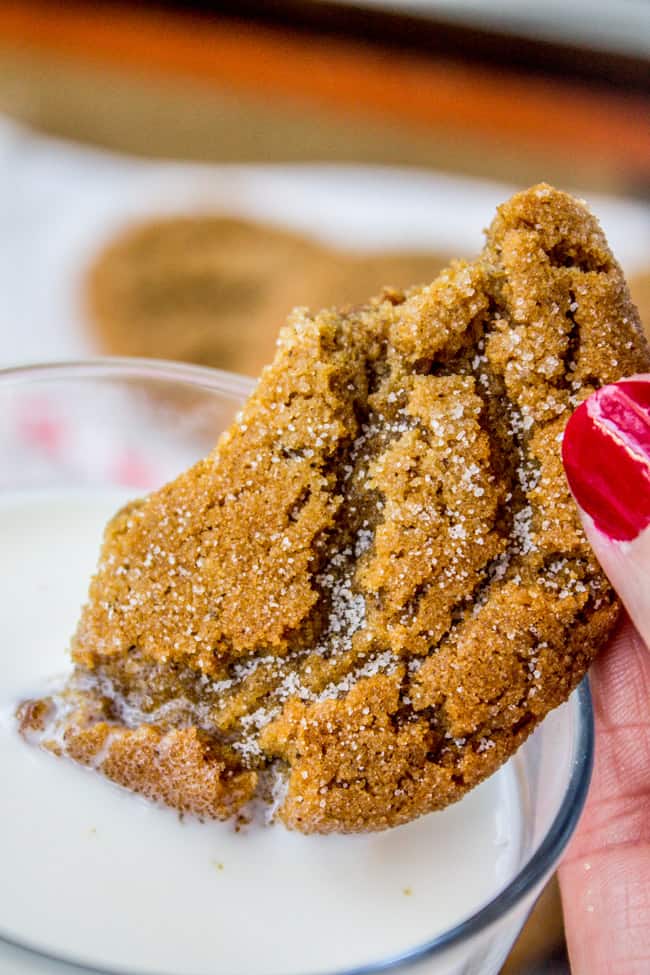 Dipping gingernsap cookie in milk close up.