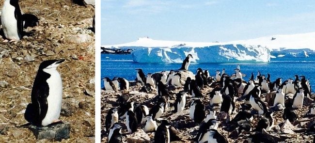penguins in Antarctica. 