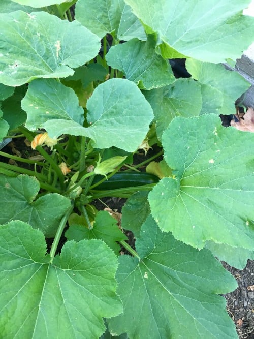 Budding zucchini flowers on plant