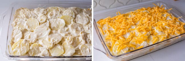 layering potatoes in white sauce and cheese in a pan.