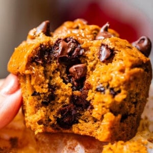 thumb touching a pumpkin chocolate chip muffin with a bite taken from it.