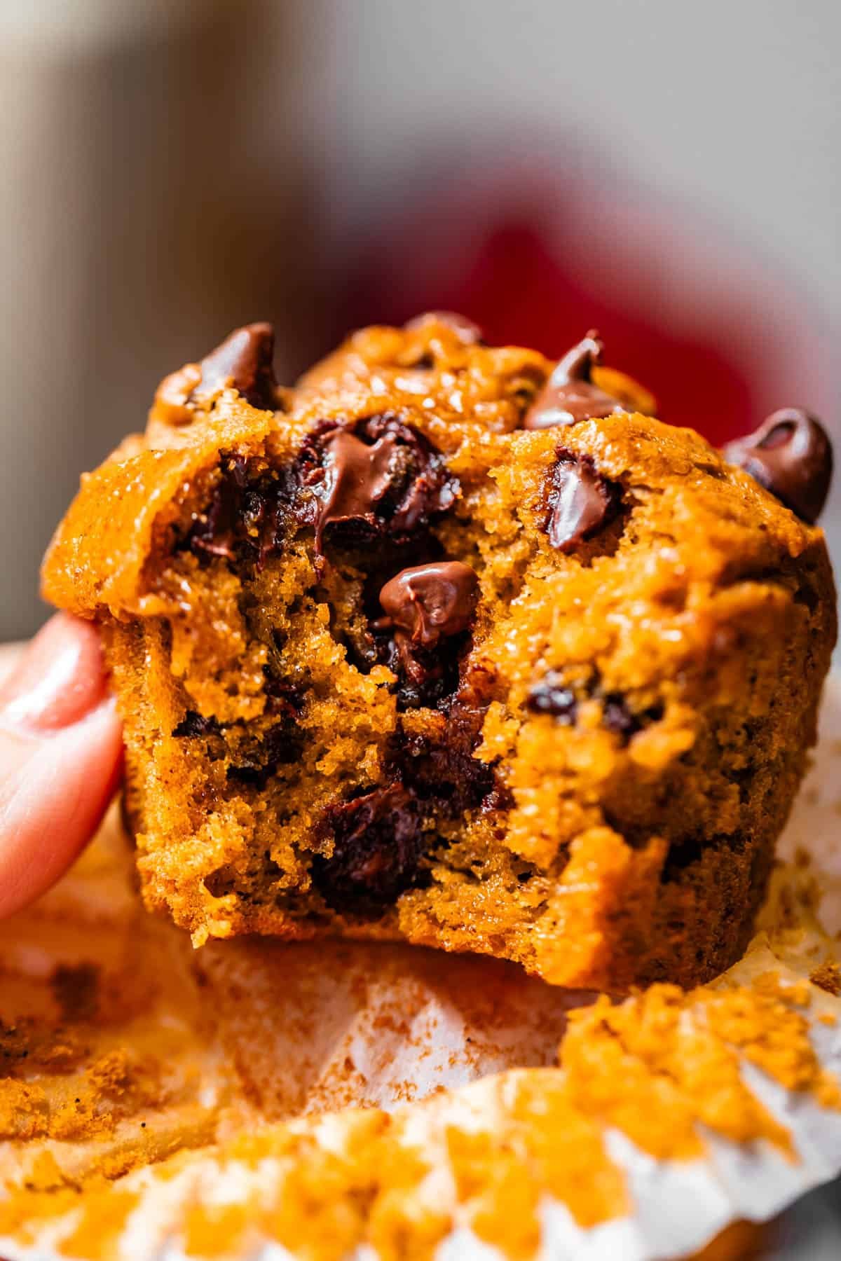 thumb touching a pumpkin chocolate chip muffin with a bite taken from it.